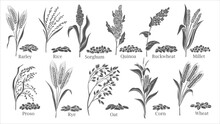 Grass Cereal Crops Glyph Icon Set Vector Illustration. Black Isolated Agriculture Crops Collection With Grain Plants And Seeds Of Farm Harvest From Field, Sorghum Quinoa Corn Rice Buckwheat Wheat