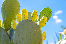 Vieste, Italy. Detail Of Succulent Plant With Green Prickly Pears Against A Blue Sky Background. September 5, 2022.