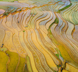 Wall Mural - Terraced fields to prepare water for rice cultivation in Vietnam