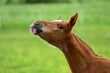 beautiful chestnut foal with a flower in its mouth against the background of a green meadow