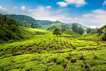 Canvas Print - Beautiful Tea plantations