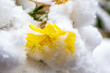 yellow tender flowers under white snow