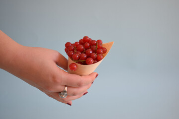 Wall Mural - Red currant isolated on blue background