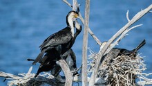 Selective Focus Shot Of White-breasted Cormorants (Phalacrocorax Lucidus) In The Nest