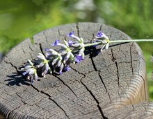 Closeup Shot Of A Lavender Stem With Buds On A Wooden Surface