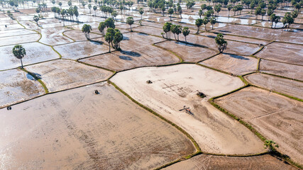 Wall Mural - Beauty rice terrace with Sugar palms on sunset