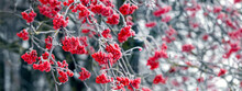 Frost-covered Red Rowan Berries On A Tree In Winter