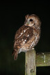 Tawny Owl (Strix aluco) photographed at night in farmland