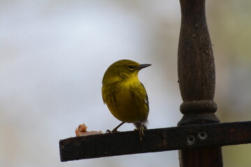 Yellow Finch