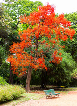 The Australian Brachychiton Acerifolius, Commonly Known As The Illawarra Flame Tree