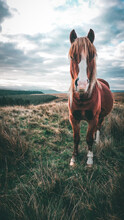 Welsh Mountain Ponies In The Brecon Beacons