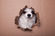 Black and white long hair chihuahua peeking through a hole in the cardboard. Studio portrait of a small dog poking its face through a hole in a carton box.