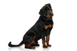 adorable rottweiler puppy with collar looking cute and sitting