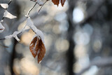 Fototapeta Fototapety na ścianę - Gałęzie pokryte białym śniegiem i szronem w czasie mroźnej zimy. 