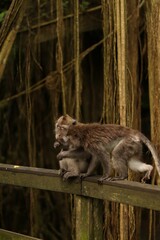 Wall Mural - Vertical shot of an adorable macaques on a wooden surface in an evergreen forest