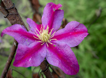 Detailed Close Up Of Deep Purple Clematis Etoile Violet In Late Autumn November Bloom, Wilts UK