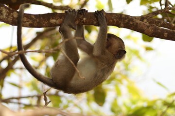 Sticker - Adorable macaque hanging from a tree branch in an evergreen forest