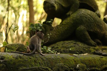 Wall Mural - Adorable macaque on a mossy rock in an evergreen forest