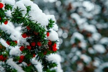 Selective Focus Horizontal Image Of An Evergreen Tree With Red Berries Coverd With Snow