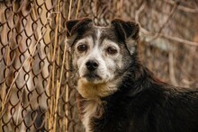 Closeup Shot Of An Adorable Black White Dog Standing Near A Rural Fence
