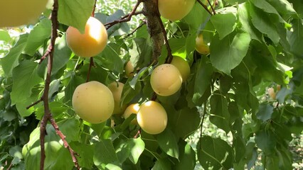 Aufkleber - Apricots on apricot tree. Summer fruits. Ripe apricots on a tree branch. Close up