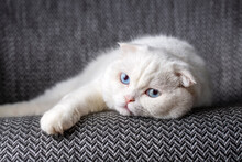 White Scottish Fold Cat, Blue-eyed Cat, Far Away Thinking Cat