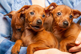 Fototapeta Zwierzęta - Three small puppies are sitting on the hands of a man. Small pets Mini pinscher