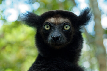 Wall Mural - Indri indri - Babakoto the largest lemur of Madagascar has a black and white coat, climbing or clinging, moving through the canopy, herbivorous, feeding on leaves and seeds, fruits and flowers