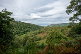 Fototapeta Sawanna - Landscape photo of Horner woods in Somerset