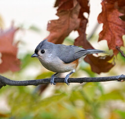 Wall Mural - tufted titmouse standing on tree branch in autumn