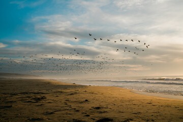 Wall Mural - Sunset on the beach and flock of flying birds. Seascape and cloudy sky background