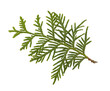 A thuja (cedar) leaf .Close-up of a green sprig of a thuja of the cypress family against a white background