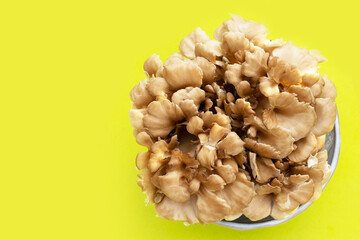 Maitake (Grifola frondose) mushroom on green background