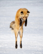 Red Fox Jumping