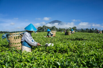 Wall Mural - tea pickers are picking tea with a beautiful view