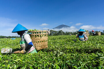 Wall Mural - tea pickers are picking tea with a beautiful view