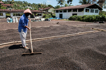 A Farmer was drying coffee beans