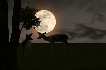 Wall Mural - Silhouette of a deer standing at night in a full moon atmosphere
