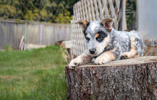 Puppy On Tree Stump In Backyard. Cute Puppy Dog Taking A Break From Playing While Lying On A Large Wood Log. Black And White 8 Week Old Blue Heeler Puppy Or Australian Cattle Dog. Selective Focus.