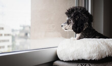 Dog Looking Out Of Window At The Neighborhood. Curios Small Dog Sitting On A Pillow While Looking At Birds And Cats. Female Miniature Harlequin Poodle. Black And White Groomed Dog. Selective Focus.