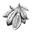 Cocoa beans illustration in black and white engraving retro style isolated on white background. Vector hand drawing