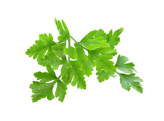 Parsley herb isolated on transparent png