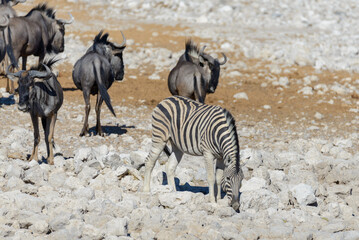 Wall Mural - Wild african animals -gnu, kudu, orix, springbok, zebras drinking water in waterhole