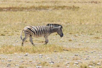 Wall Mural - Wild zebra walking in the African savanna close up