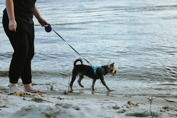 Woman walking a small dog Yorkshire Terrier on a leash on a shore of a sea, ocean, river, lake at dusk. A beloved doggy lapdog and mistress are walking together on a sandy beach on summer vacations.