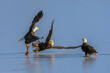 Bald Eagles (Haliaeetus leucocephalus) fighting for salmon on the frozen part of Fraser River