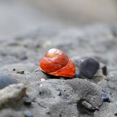 Little red snail