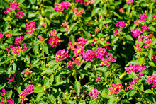 Pink Lantana Flowers. Flowering Plant Close-up. Lantana Camara.
