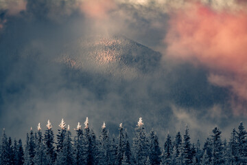 Canvas Print - First sunlight glowing top of the fir trees in the mountain forest. Dramatic winter scene of Carpathian mountains, Ukraine, Europe. Beauty of nature concept background..