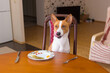 Cute basenji dog is liking itself while sitting on master chair imagine  that steal  leftovers on master plate after nice lunch in dining room
